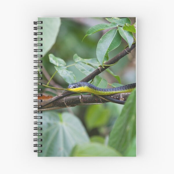 Item preview, Common tree snake, Daintree rain forest, Far North Queensland designed and sold by Marc Russo.