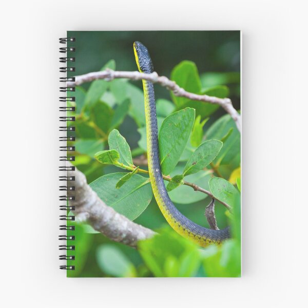 Item preview, Common tree snake, Daintree rain forest, Far North Queensland designed and sold by Marc Russo.