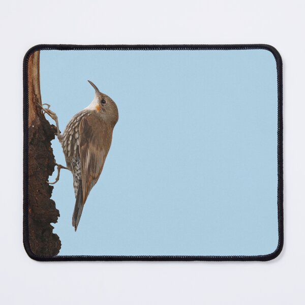 Item preview, White-throated Treecreeper 2 designed and sold by quentinjlang.
