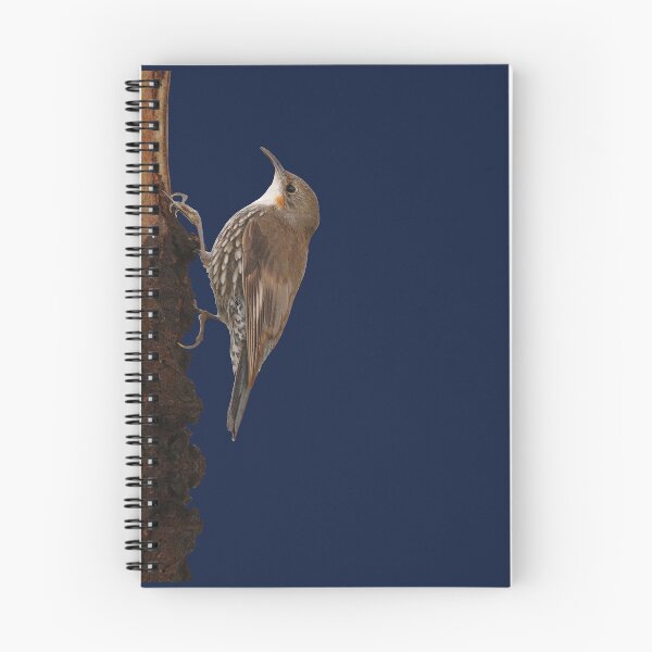Item preview, White-throated Treecreeper 3 designed and sold by quentinjlang.