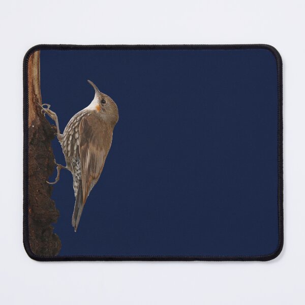 Item preview, White-throated Treecreeper 3 designed and sold by quentinjlang.