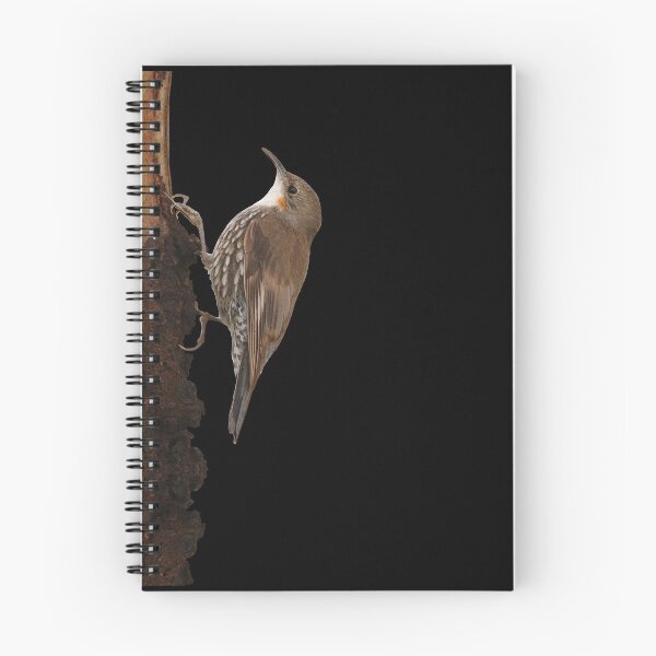 Item preview, White-throated Treecreeper 4 designed and sold by quentinjlang.