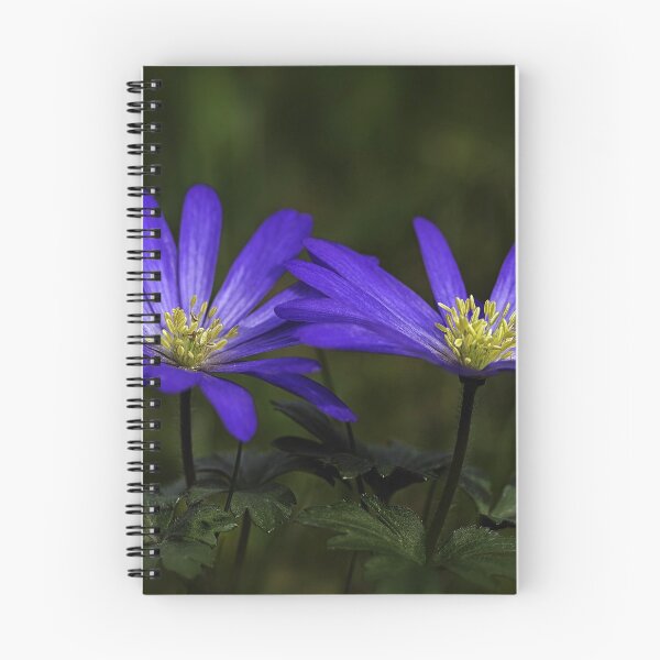 Item preview, Anemone blanda twosome in blue. designed and sold by Nethycurl.