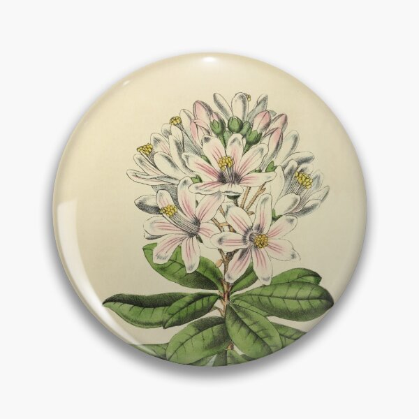 Item preview, Vintage Bajaria Constricta Horticultural review (1850) designed and sold by ptMaker.