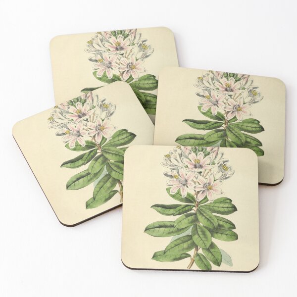 Item preview, Vintage Bajaria Constricta Horticultural review (1850) designed and sold by ptMaker.