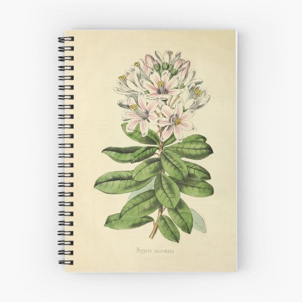 Item preview, Vintage Bajaria Constricta Horticultural review (1850) designed and sold by ptMaker.