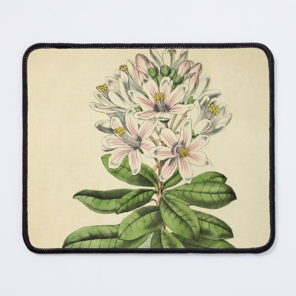 Item preview, Vintage Bajaria Constricta Horticultural review (1850) designed and sold by ptMaker.