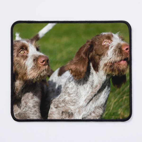 Item preview, Brown Roan Italian Spinone Puppies by heidiannemorris designed and sold by FOLK ART FUSION by heidiannemorris.