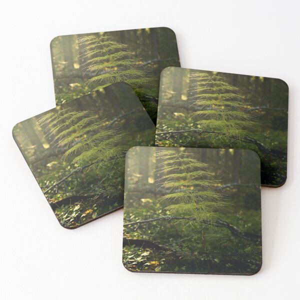 Item preview, Wood horsetail in morning haze designed and sold by Jouko Lehto Photography.