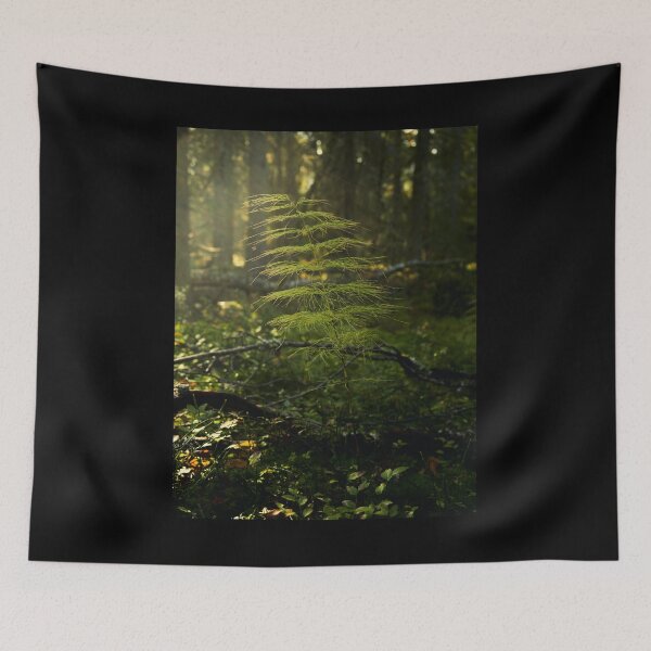 Item preview, Wood horsetail in morning haze designed and sold by Jouko Lehto Photography.