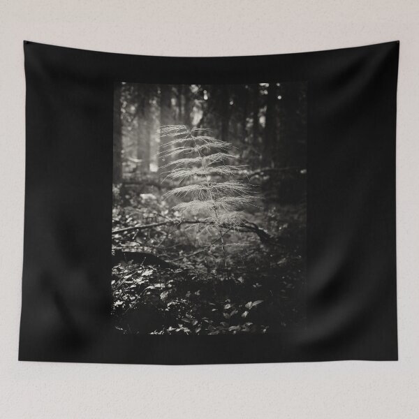 Item preview, Wood horsetail in morning haze bw designed and sold by Jouko Lehto Photography.