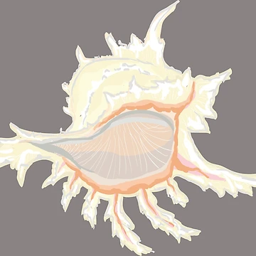 Artwork thumbnail, Shell by Kuhtina