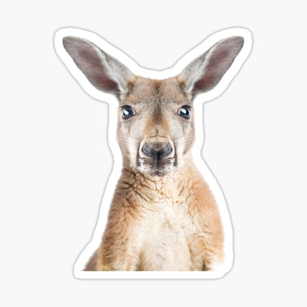 Funny Kangaroo Stickers for Redbubble | Sale