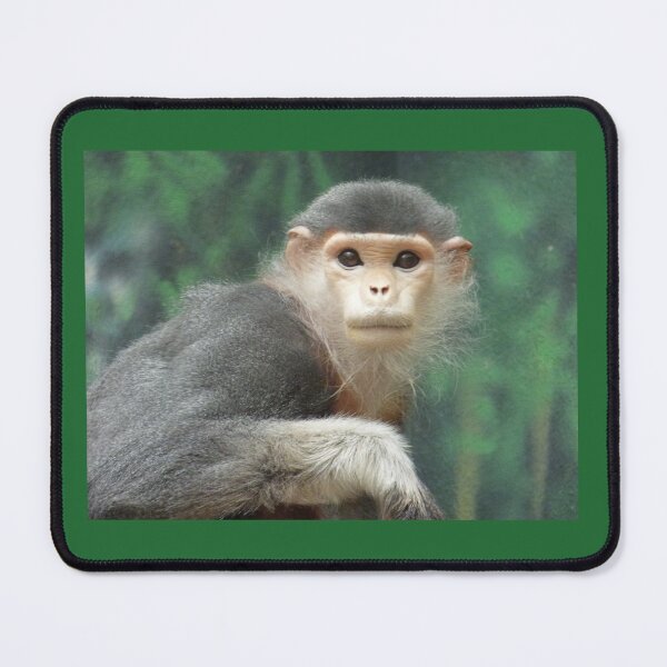 Item preview, Red Shanked Douc Langur designed and sold by andrew82984.
