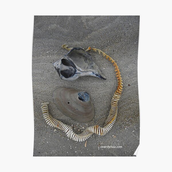 winter shells Poster