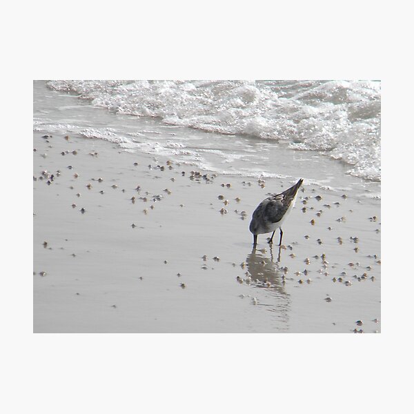 sandpiper and coquina clams Photographic Print