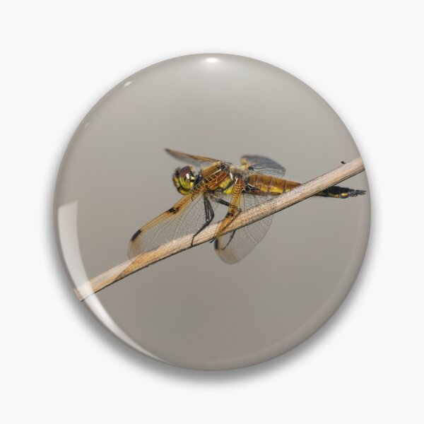 Item preview, Four spotted Skimmer 2021-1 designed and sold by Thomasyoung.