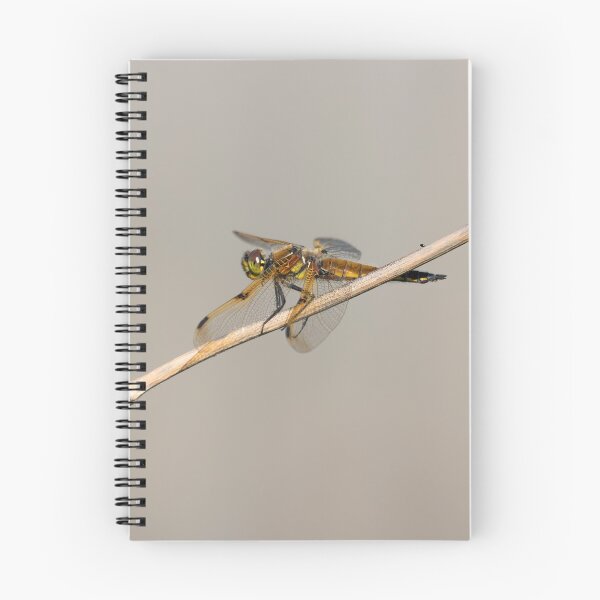 Item preview, Four spotted Skimmer 2021-1 designed and sold by Thomasyoung.