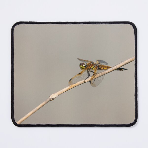 Item preview, Four spotted Skimmer 2021-1 designed and sold by Thomasyoung.