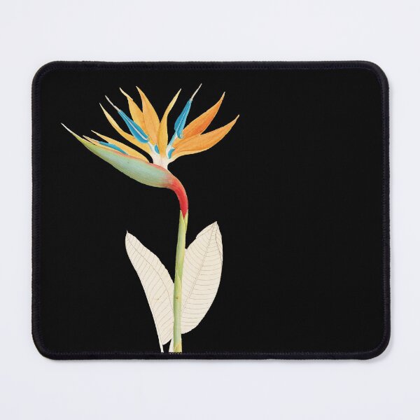 Item preview, Bird of Paradise - Strelitzia Reginae - botanical illustration designed and sold by chimakingthings.