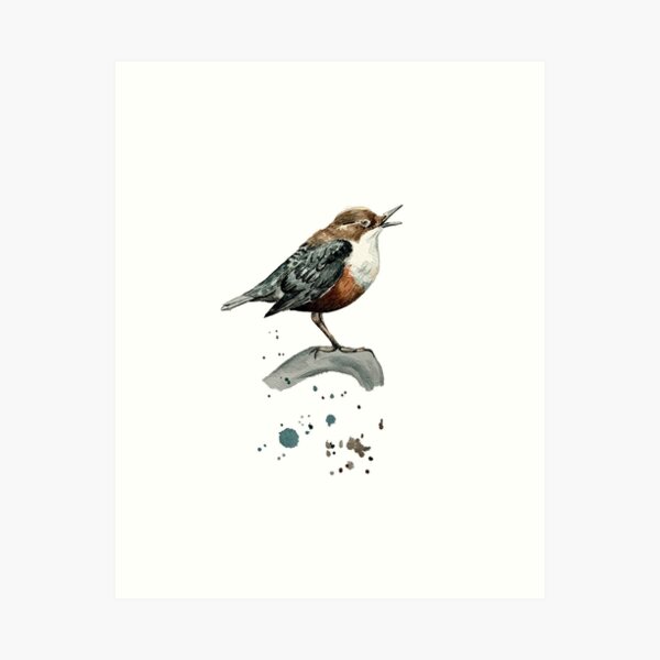 Brown Throated Art Prints For Sale | Redbubble