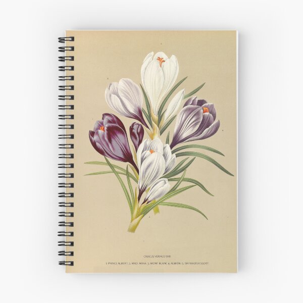 Item preview, Crocus - botanical illustration designed and sold by chimakingthings.