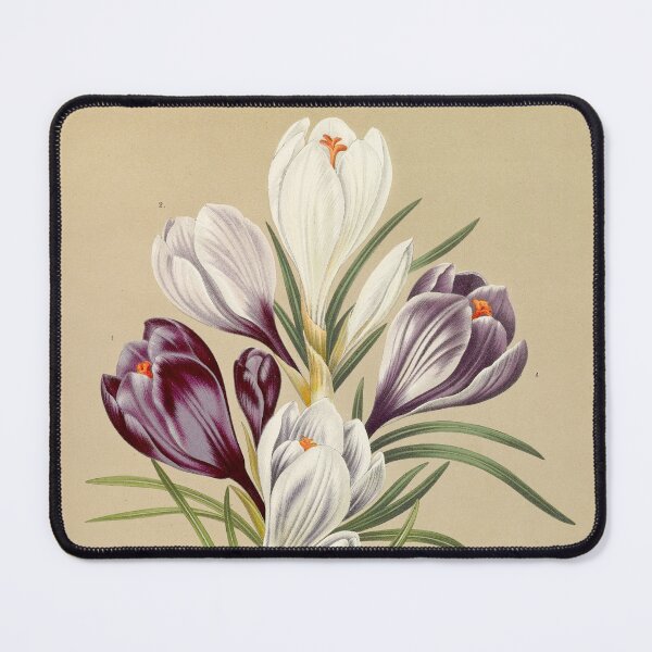 Item preview, Crocus - botanical illustration designed and sold by chimakingthings.