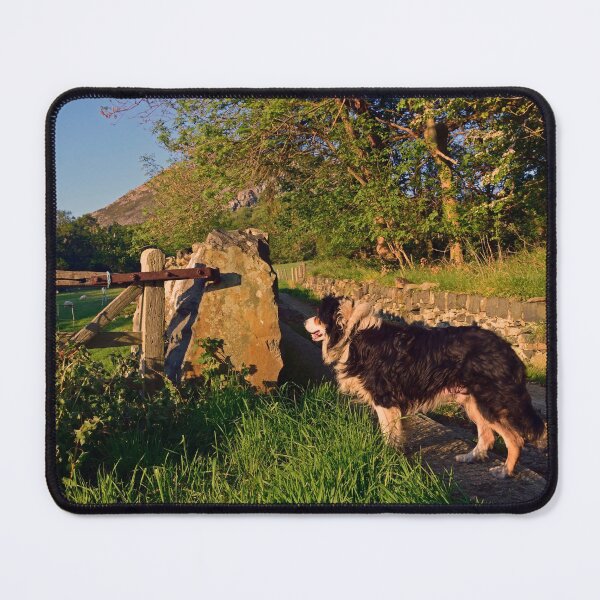 Item preview, Sheepdog Dreams. designed and sold by Michael Haslam.