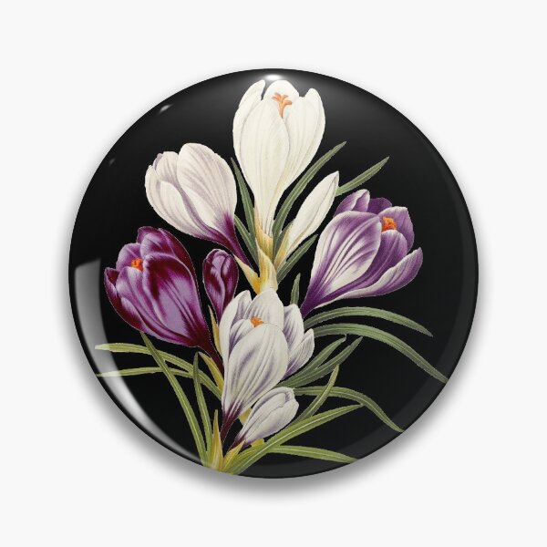 Item preview, Crocuses - botanical illustration designed and sold by chimakingthings.