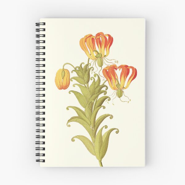 Item preview, Flame lily - Gloriosa superba - botanical illustration designed and sold by chimakingthings.