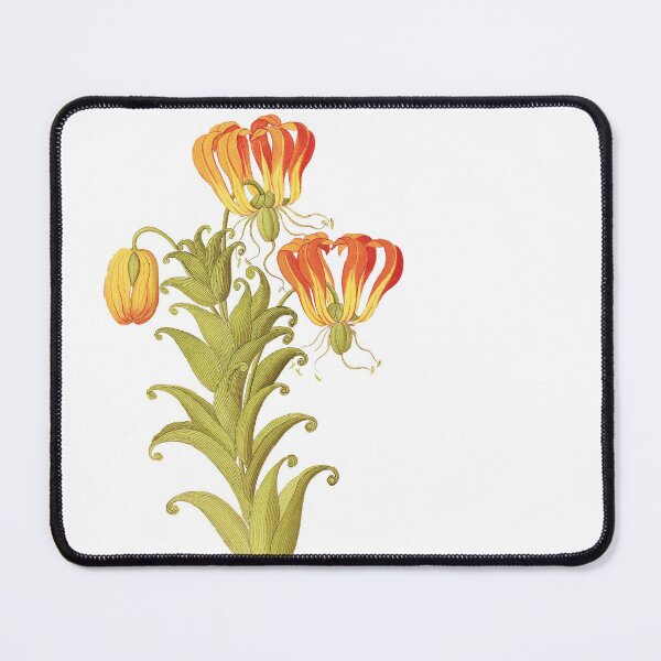 Item preview, Flame lily - Gloriosa superba - botanical illustration designed and sold by chimakingthings.