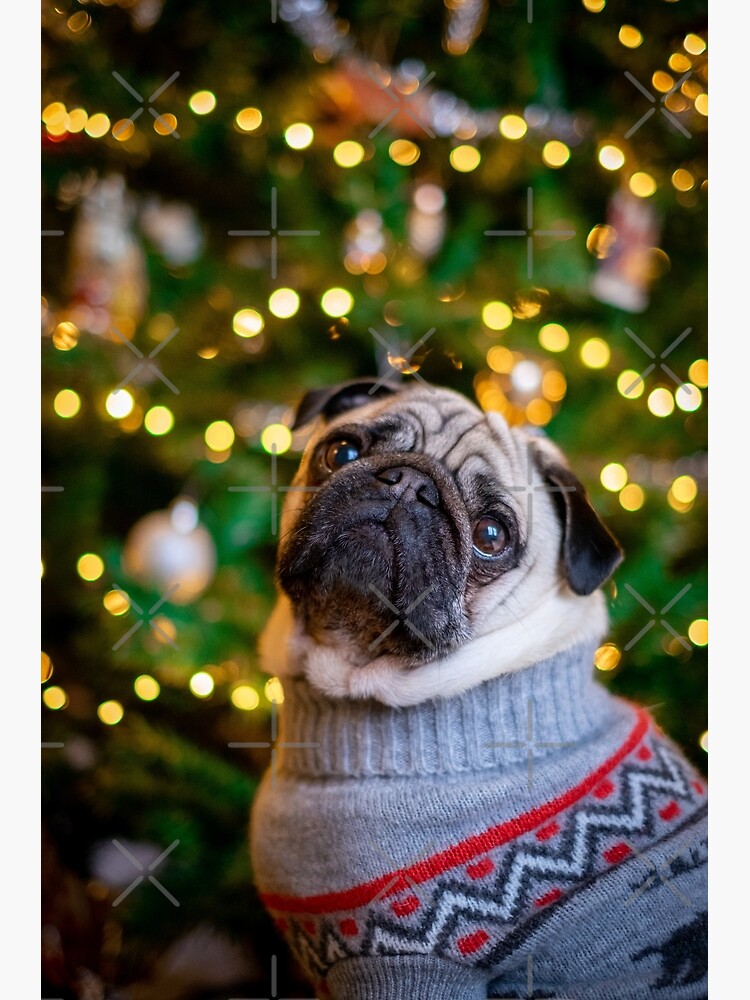 Póster for Sale con la obra «Suéter navideño feo Pug Canine Dog