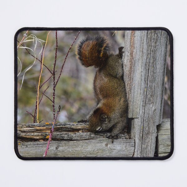 Item preview, Red Squirrel. designed and sold by CanadianWild418.