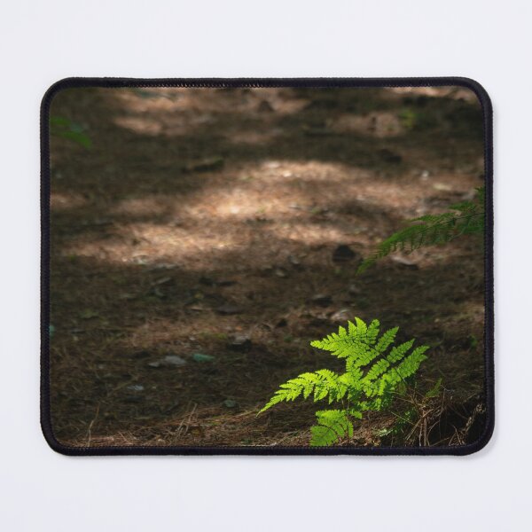 Item preview, Spot lit fern designed and sold by ccullen222.