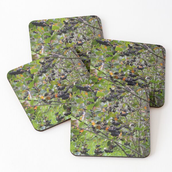 Item preview, Black chokeberry bush designed and sold by Mahirov Shop.
