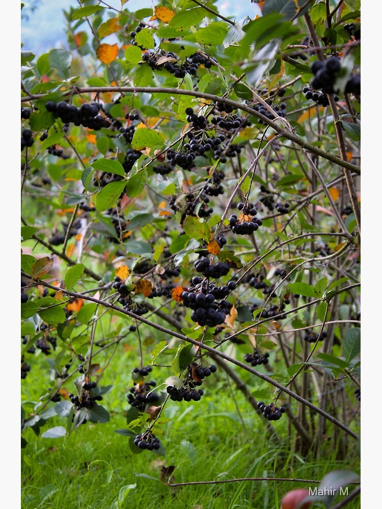 Disover Black chokeberry bush Premium Matte Vertical Poster
