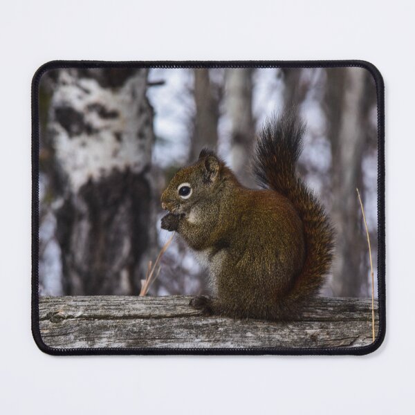 Item preview, Red Squirrel Snacking. designed and sold by CanadianWild418.