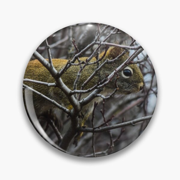 Item preview, Red squirrel hiding. designed and sold by CanadianWild418.