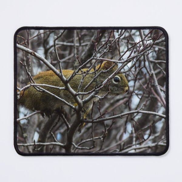Item preview, Red squirrel hiding. designed and sold by CanadianWild418.
