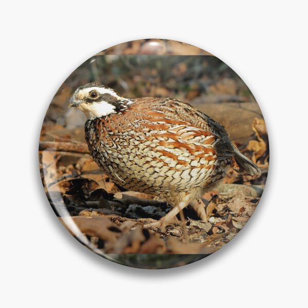 Item preview, I'm A Male Quail! designed and sold by Jean Gregory Evans.