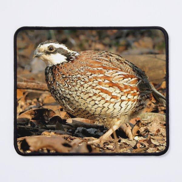 Item preview, I'm A Male Quail! designed and sold by Jean Gregory Evans.
