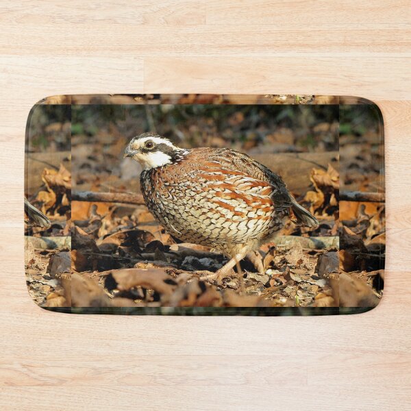 Item preview, I'm A Male Quail! designed and sold by Jean Gregory Evans.