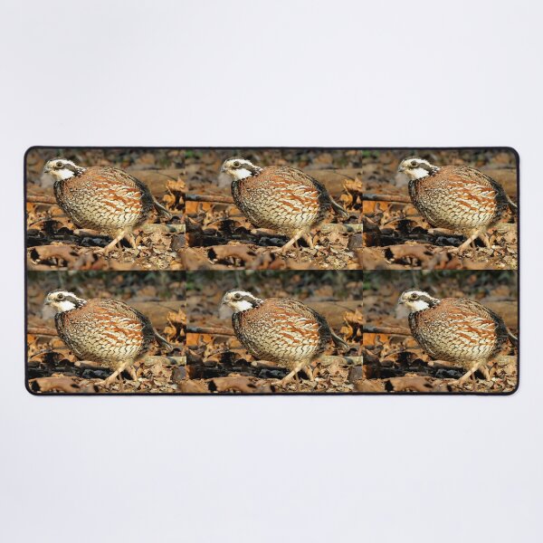 Item preview, I'm A Male Quail! designed and sold by Jean Gregory Evans.