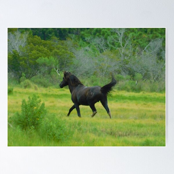 Item preview, wild stallion: Ace designed and sold by swordwhale.