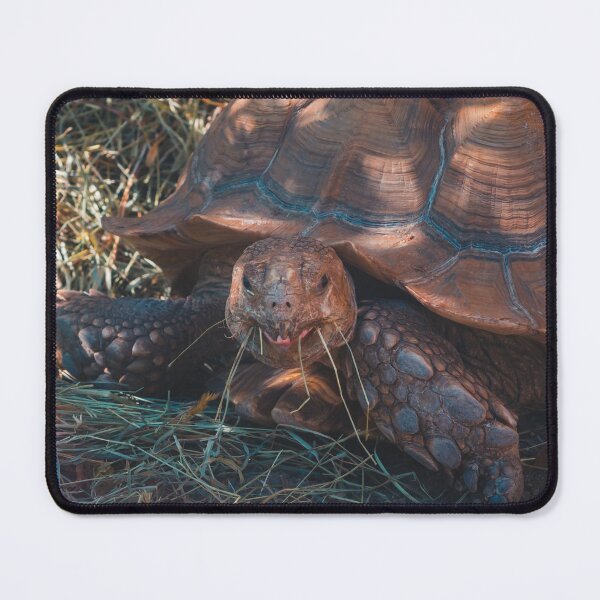Item preview, Turtle having lunch at the zoo designed and sold by Michael Deemer.