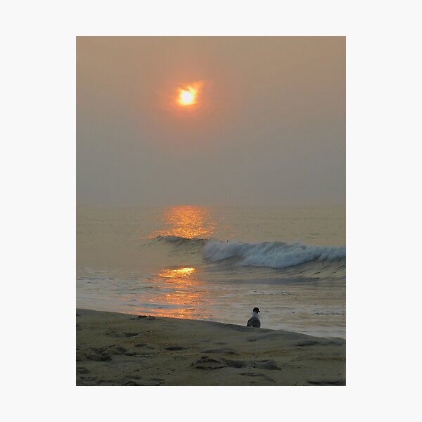 dawn with laughing gull Photographic Print