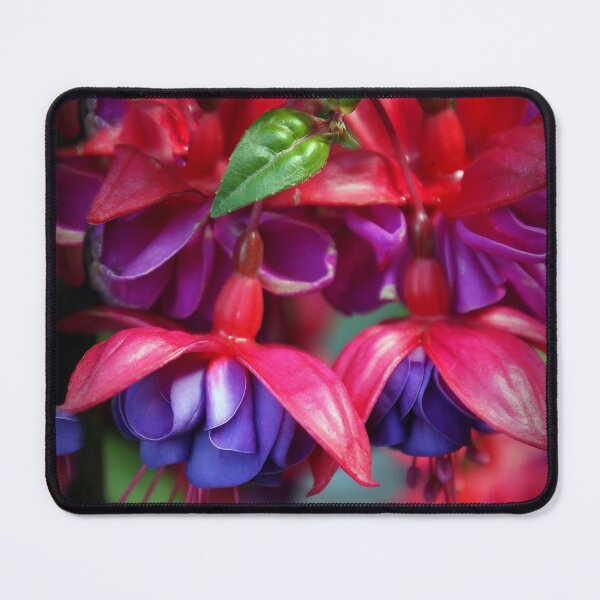 Item preview, Fuchsias designed and sold by Anowi.