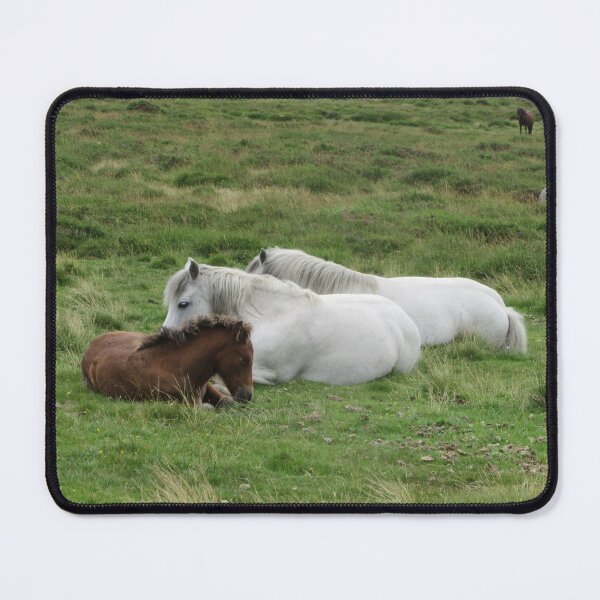 Item preview, Afternoon Siesta - Dartmoor Ponies designed and sold by lezvee.