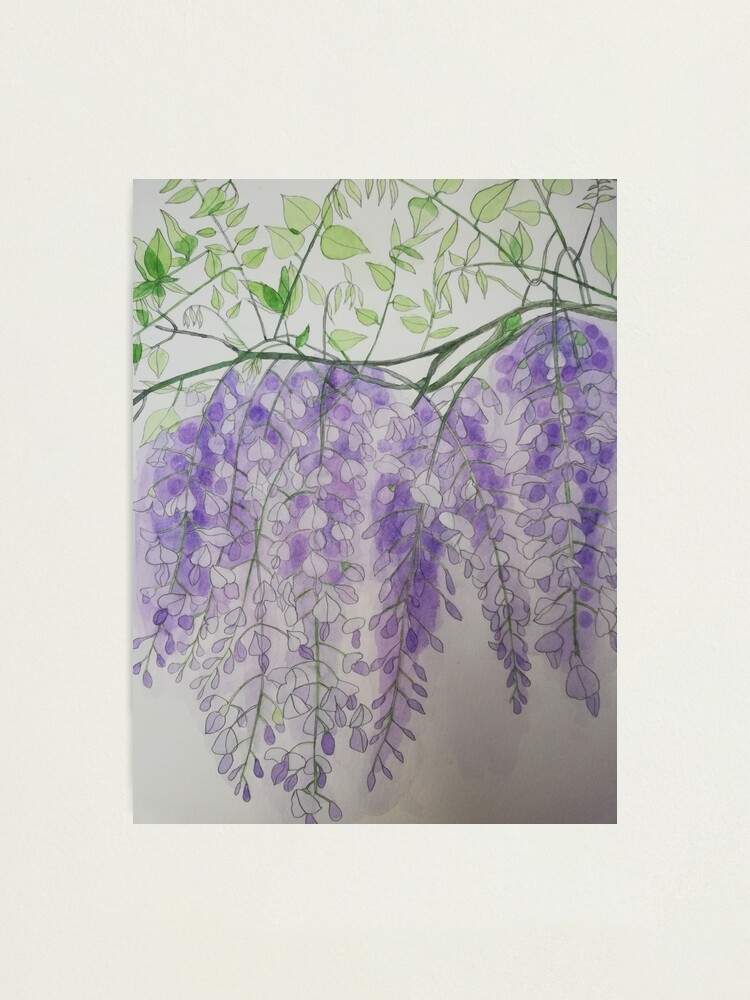 Purple watercolour wisteria painting  Photographic Print for Sale