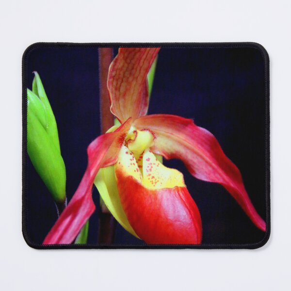 Item preview, Phrag-mentation designed and sold by Michael May.